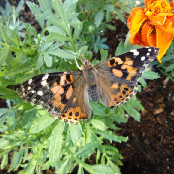 butterfly8526